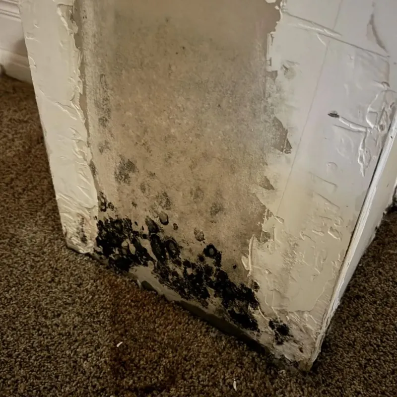 Professional Mold Removal in West Haven-Sylvan, OR